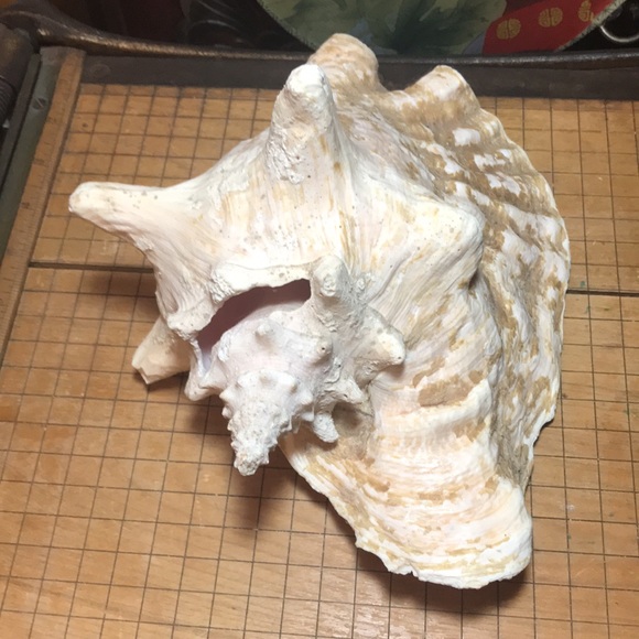 Extra Large Pink Queen Conch Shell Slit Harvest Partial Rustic Flakey Beige Coat - Picture 6 of 11